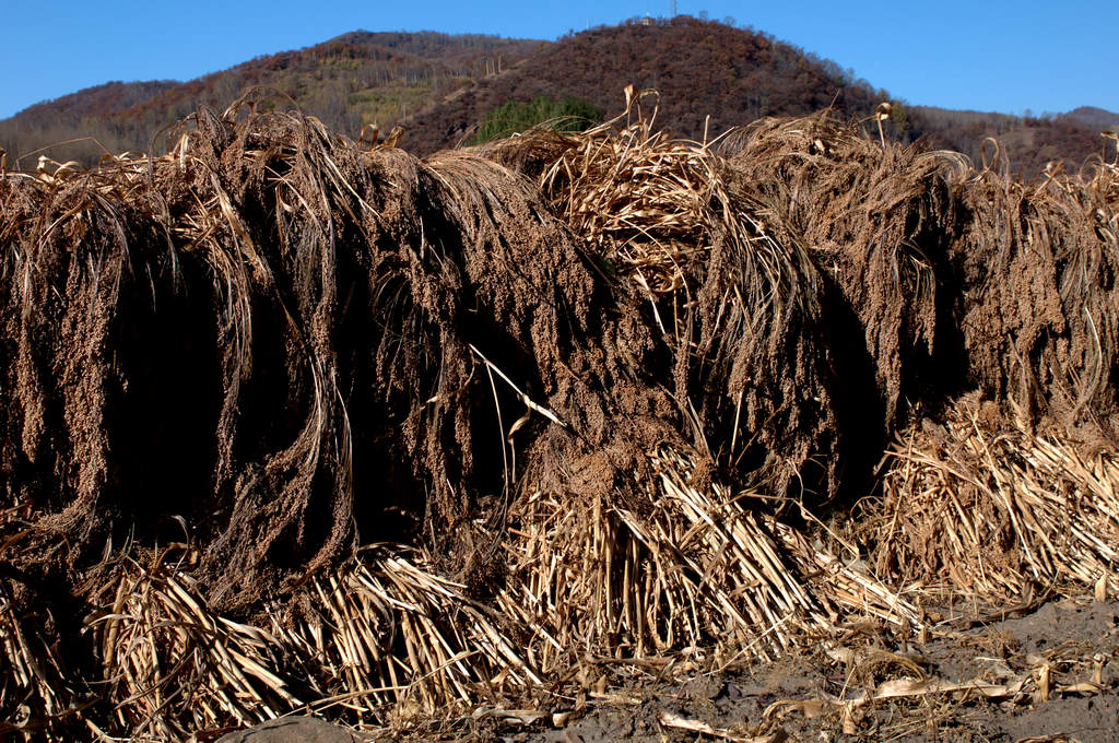 就是我们吃的黄粘米