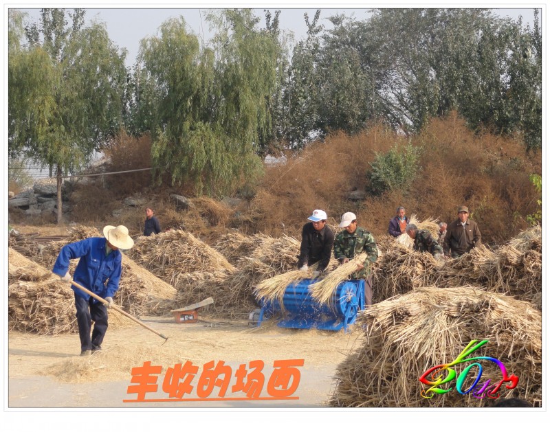 喜见京西小稻丰收场景