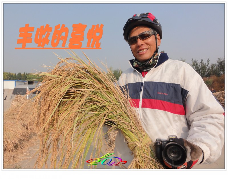 喜见京西小稻丰收场景