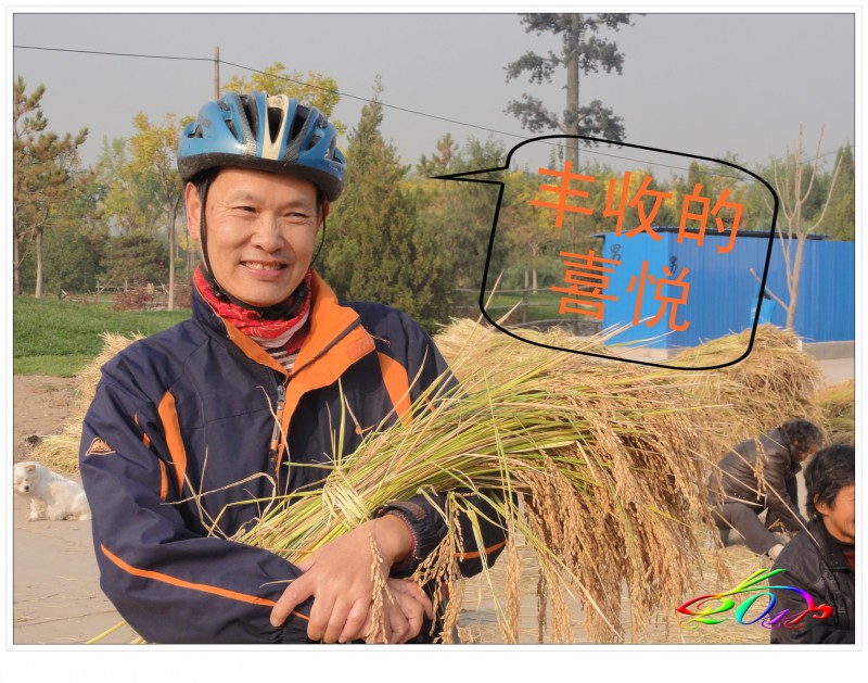 喜见京西小稻丰收场景