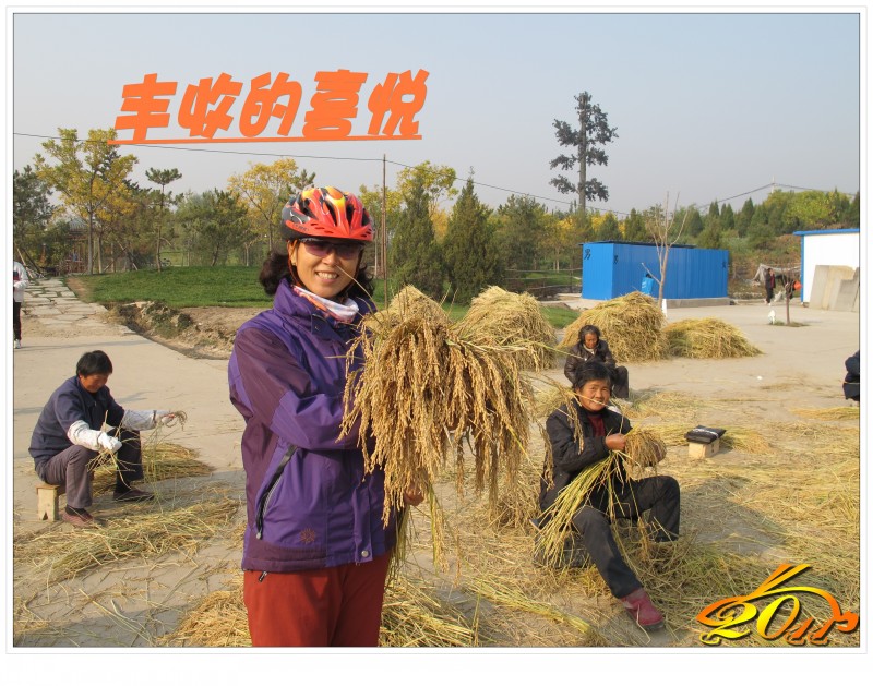 喜见京西小稻丰收场景