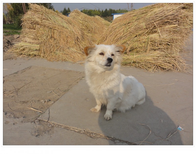 喜见京西小稻丰收场景