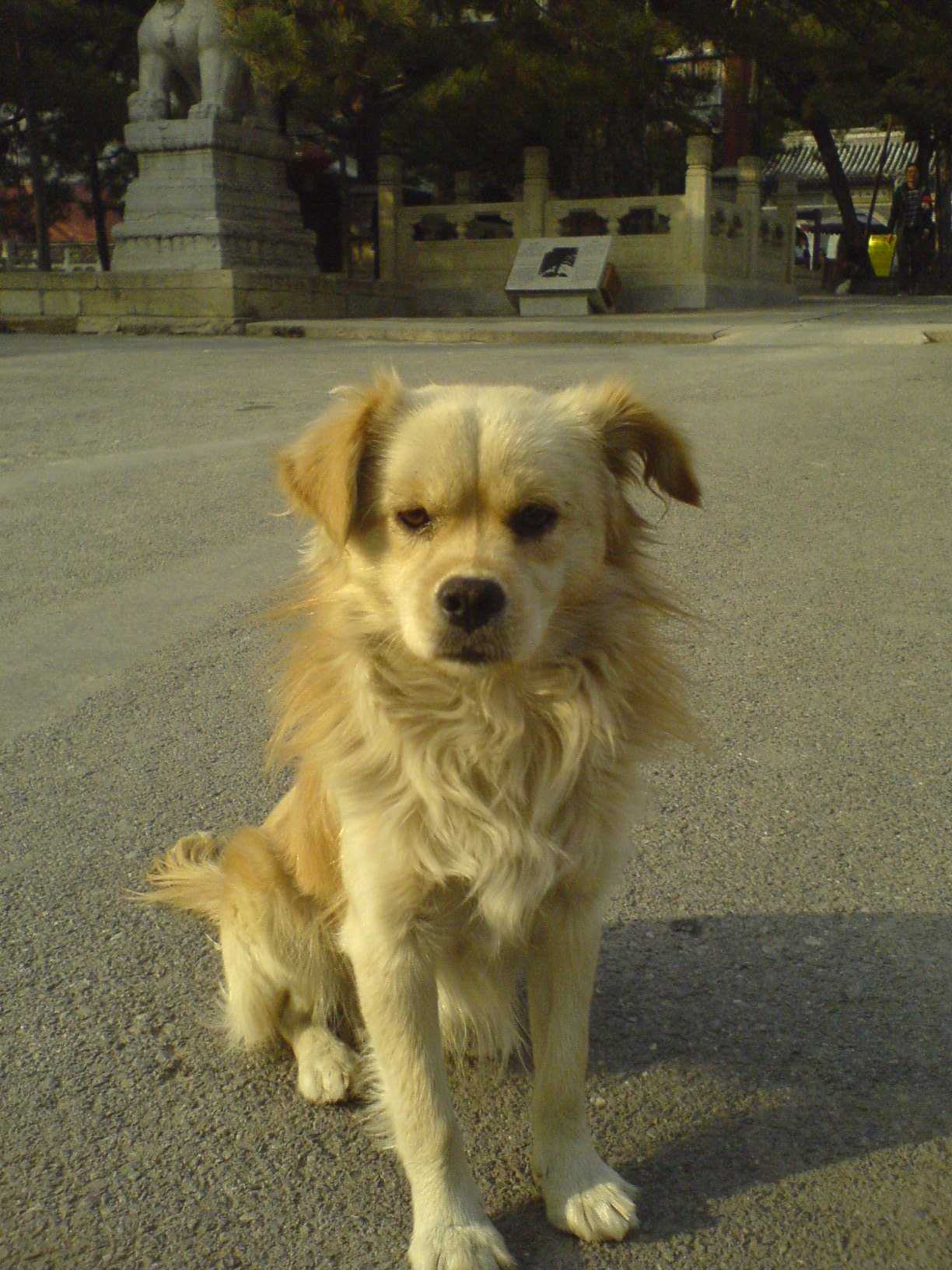 守护犬旺财？！