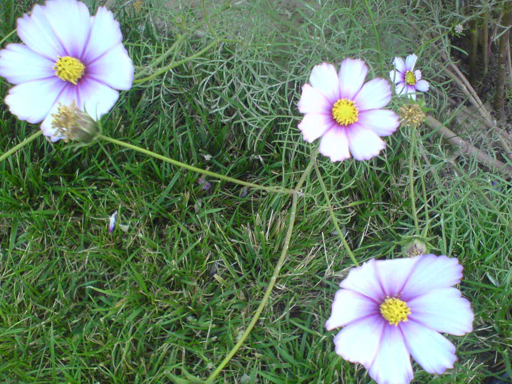 路边的野花不要采