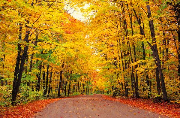 美丽的林荫大道