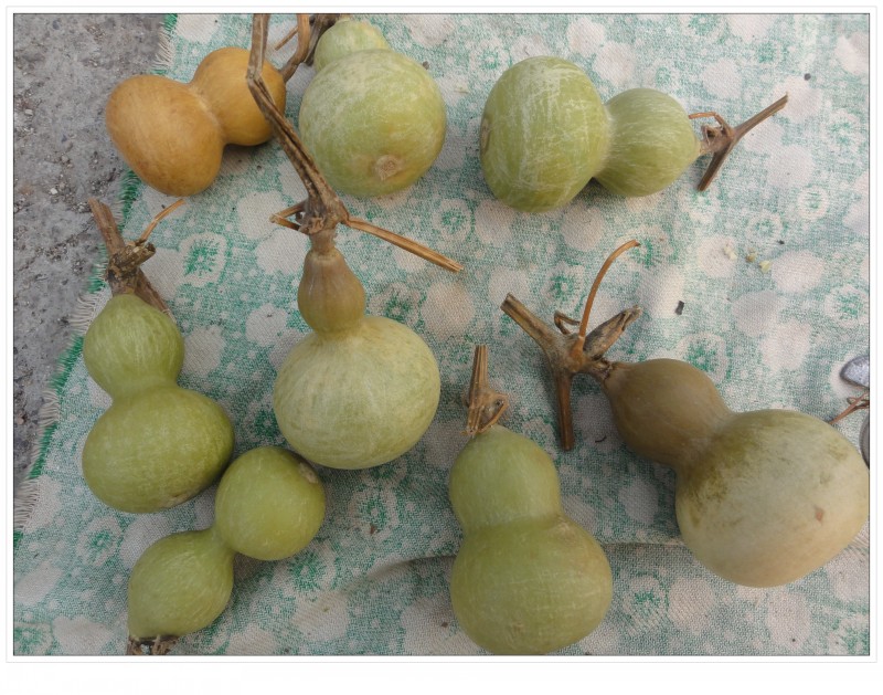 美国小葫芦艺术品4