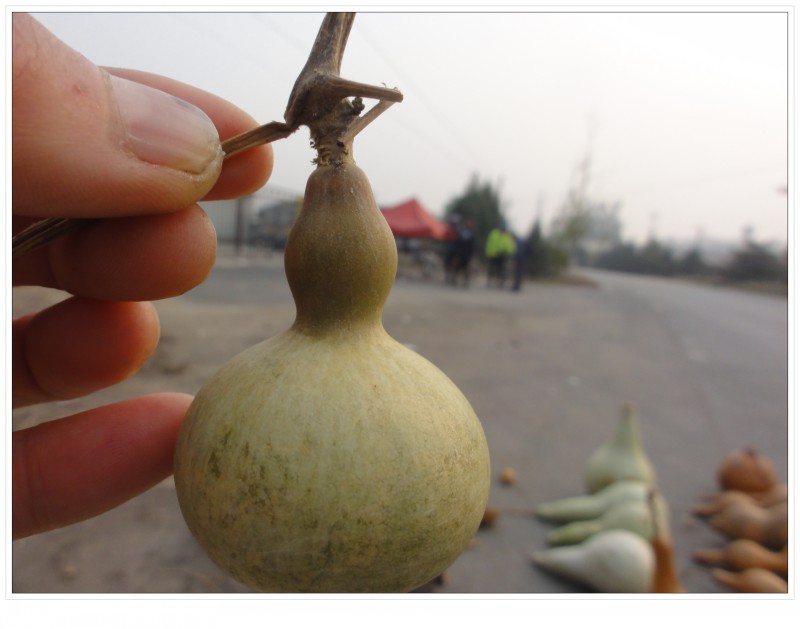 美国小葫芦艺术品5