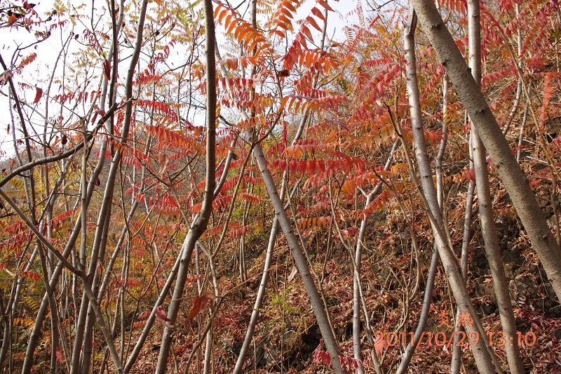 红叶林.JPG