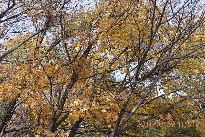 黄叶.JPG