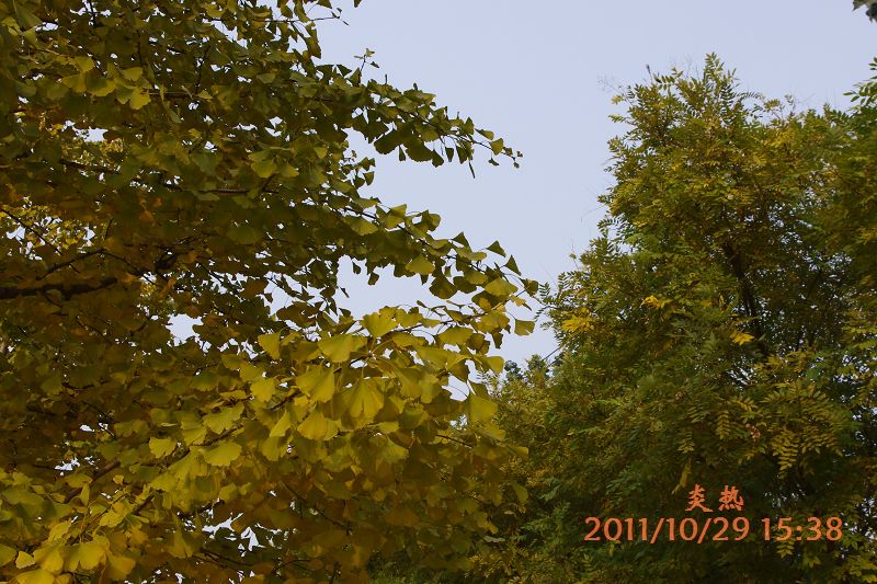 黄叶3.JPG