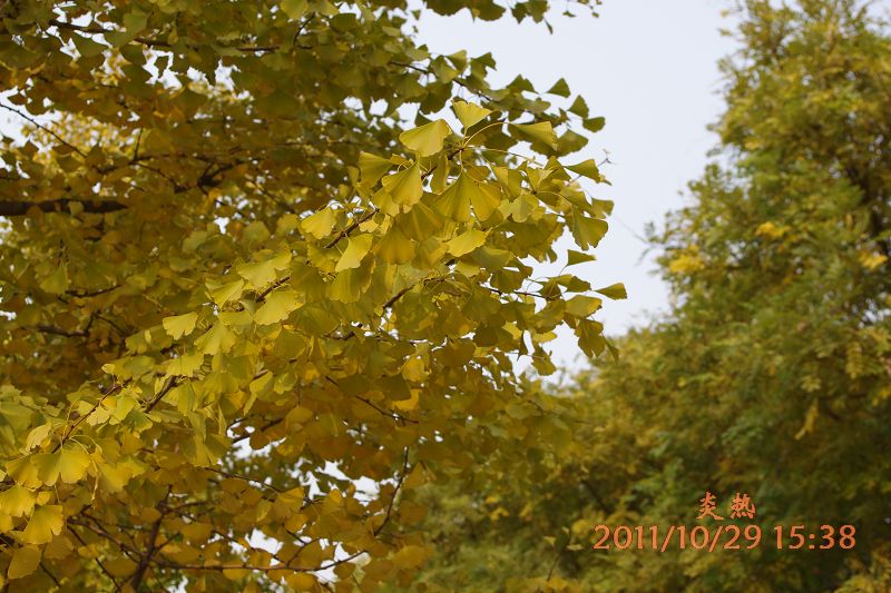 黄叶4.JPG