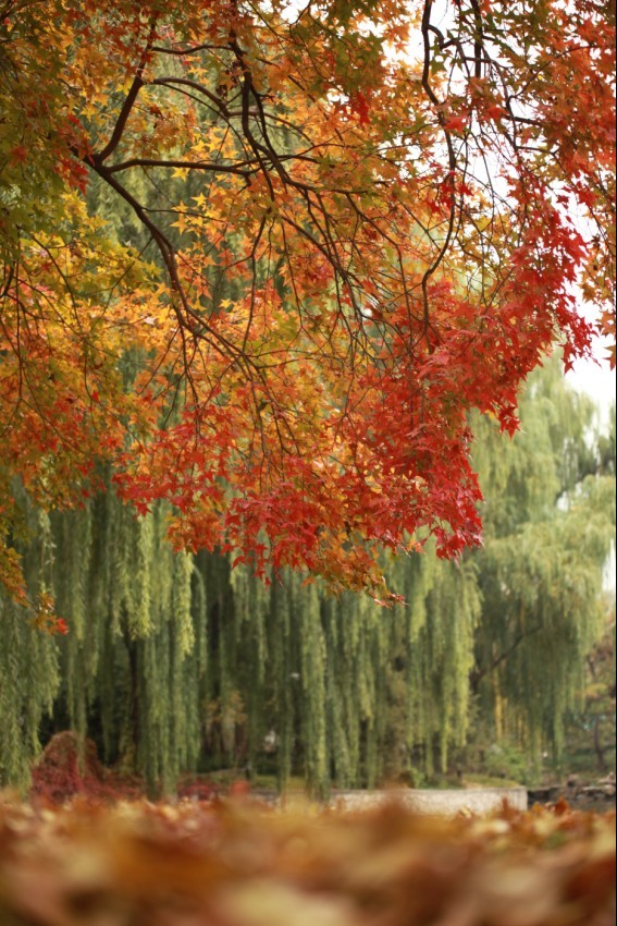 钓鱼台的风光美