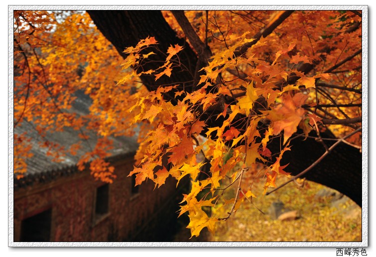 枫.jpg
