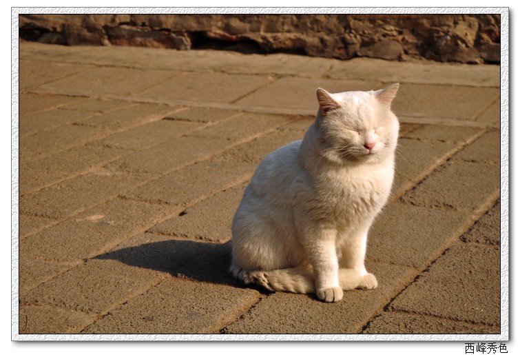 潭柘白猫.jpg