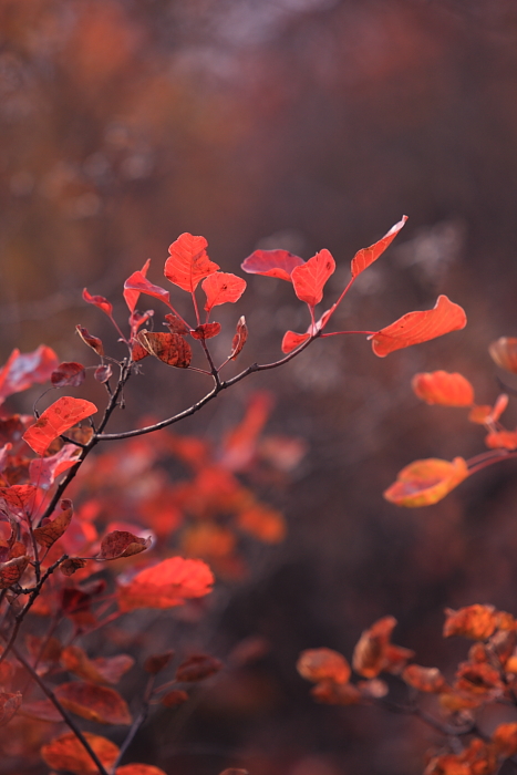 IMG_4625pang8.JPG