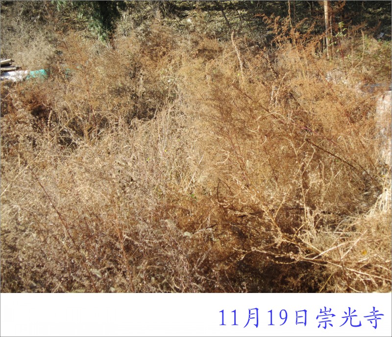 conew_照片 008.jpg