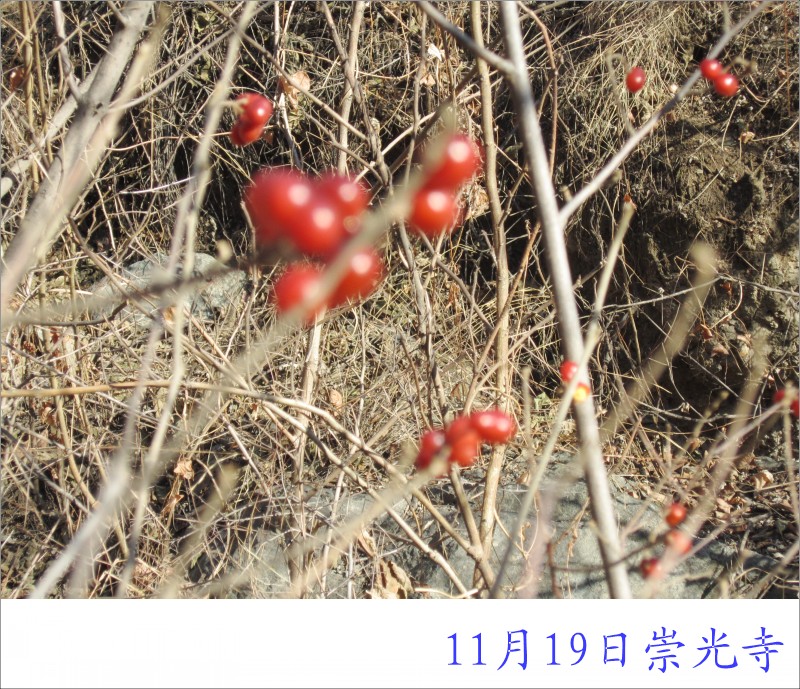 conew_照片 019.jpg