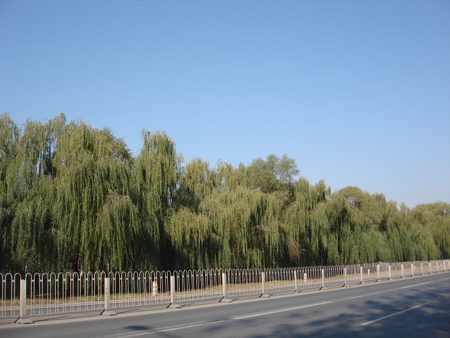 蓝蓝的天，美丽的垂柳