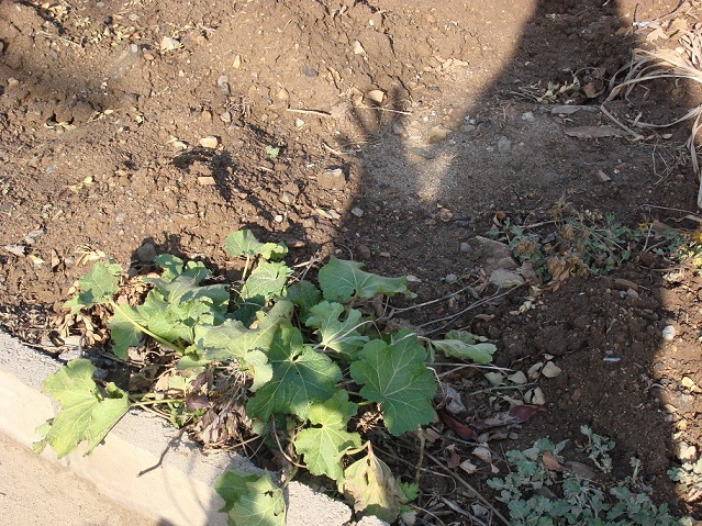 顽强的冬季里的绿色