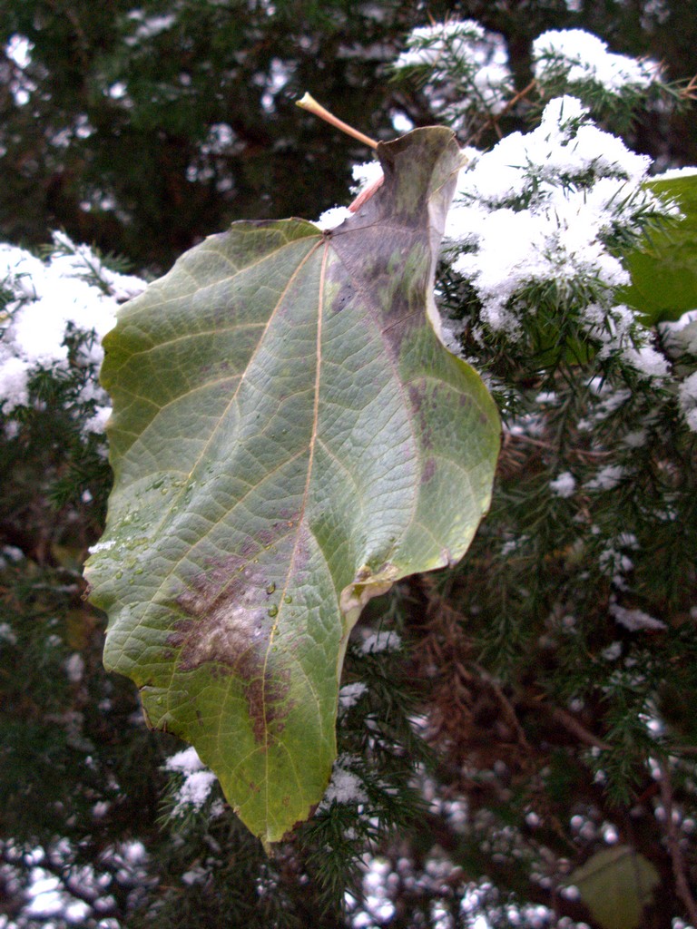 IMG_0097.jpg