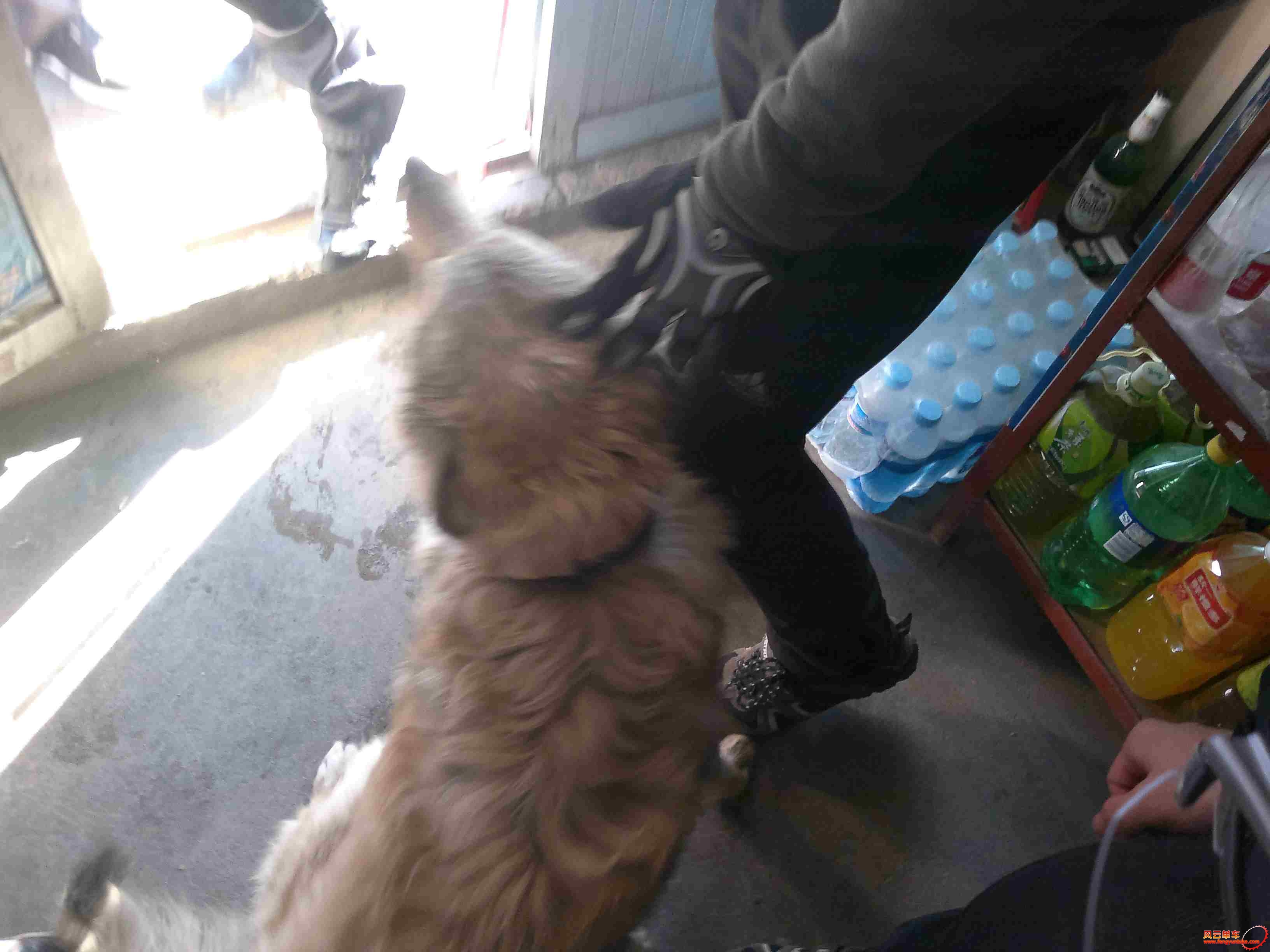 1果园入口阿仙奴店里的狗狗，很喜欢跟人亲近.jpg