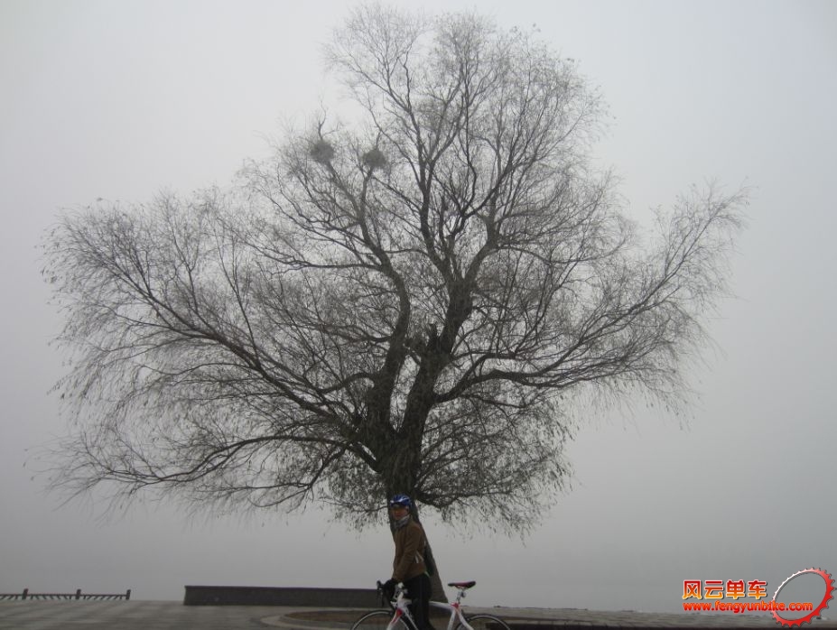 给大树个特写，感觉比较有意境