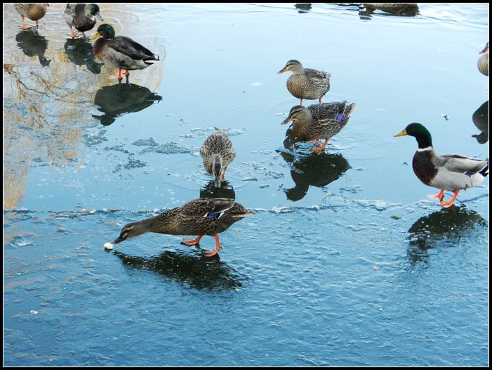 在冰上抢吃的哈哈