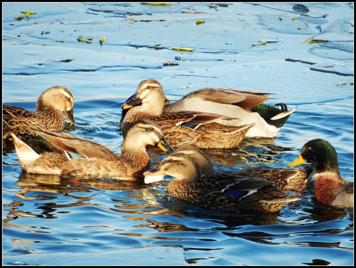 还是绿头得好看