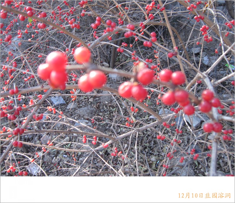 conew_照片 044.jpg