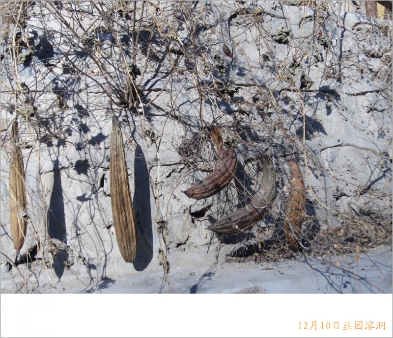 conew_照片 069.jpg