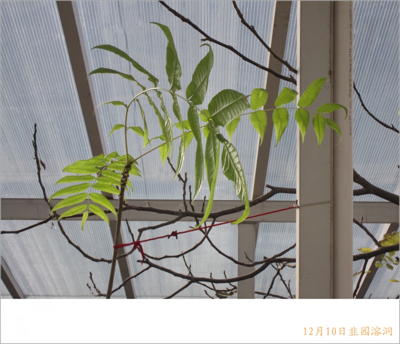 conew_照片 073.jpg