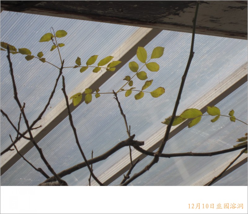 conew_照片 074.jpg