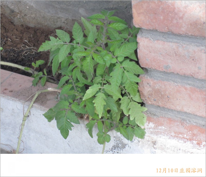 conew_照片 078.jpg