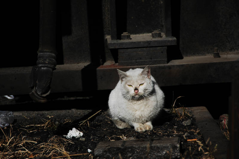小猫 你的眼神为何这样无奈