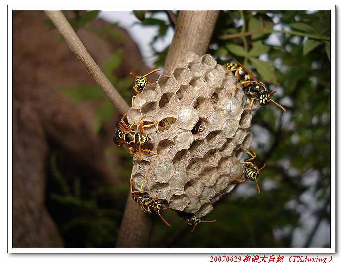 调整大小 DSC06600.JPG