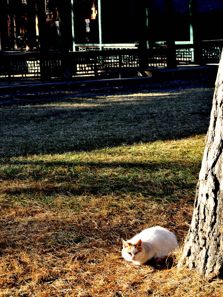 避暑山庄的猫.jpg