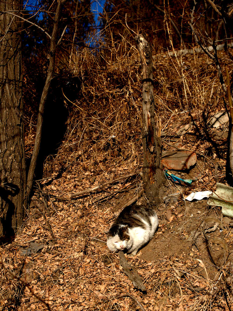 荒山上的野猫.jpg
