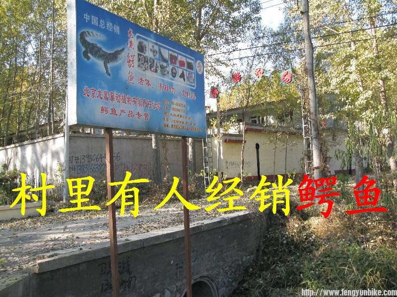 8村里的鳄鱼厂.JPG