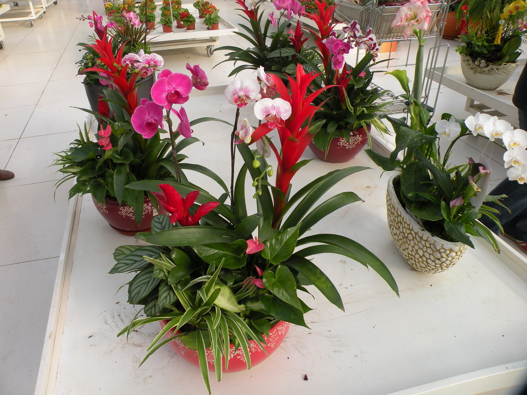 2012.1.21.赏花 (2)_缩小大小.JPG