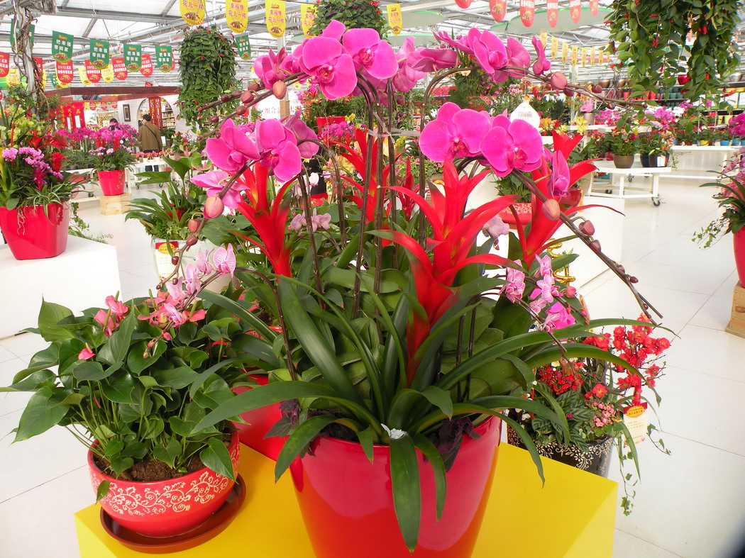 2012.1.21.赏花 (5)_缩小大小.JPG