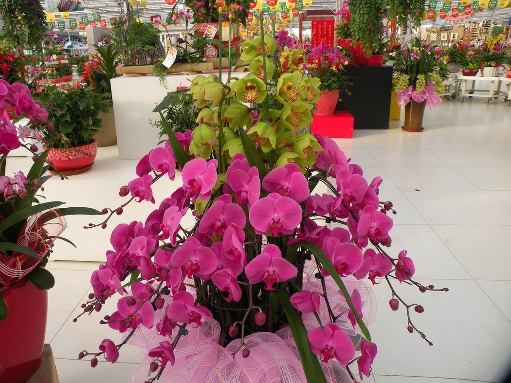 2012.1.21.赏花 (6)_缩小大小.JPG