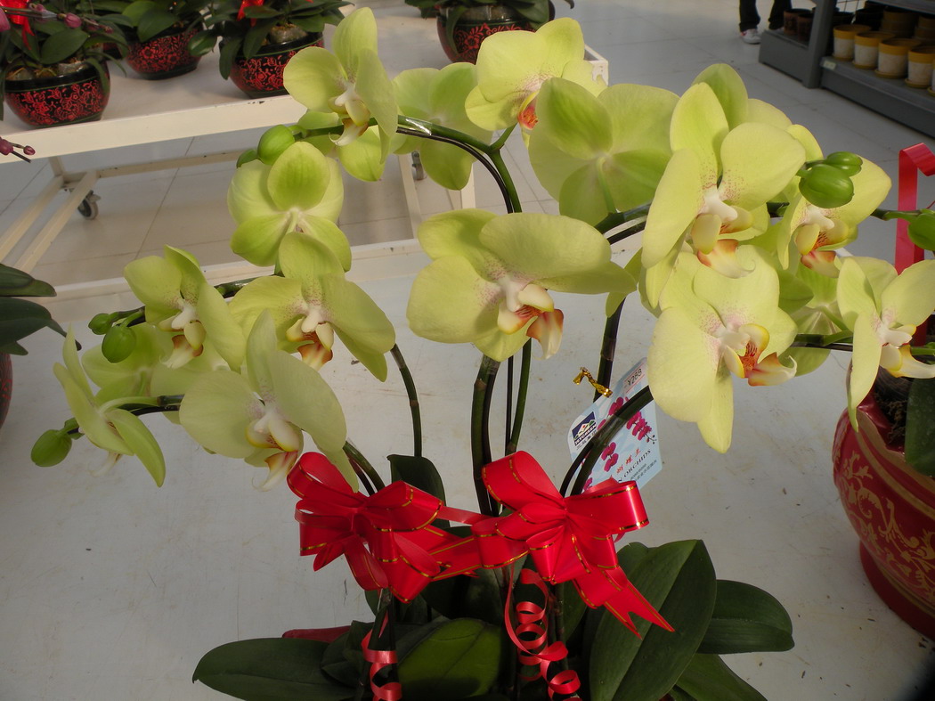 2012.1.21.赏花 (8)_缩小大小.JPG