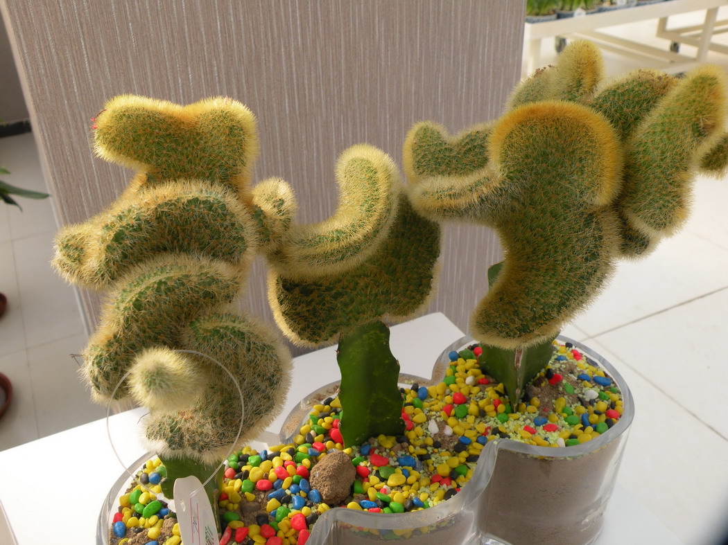 2012.1.21.赏花 (12)_缩小大小.JPG