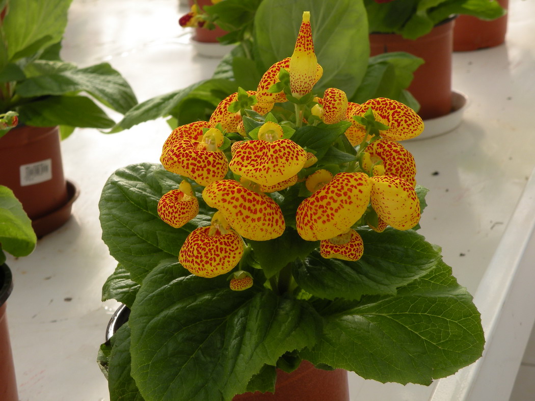 2012.1.21.赏花 (14)_缩小大小.JPG