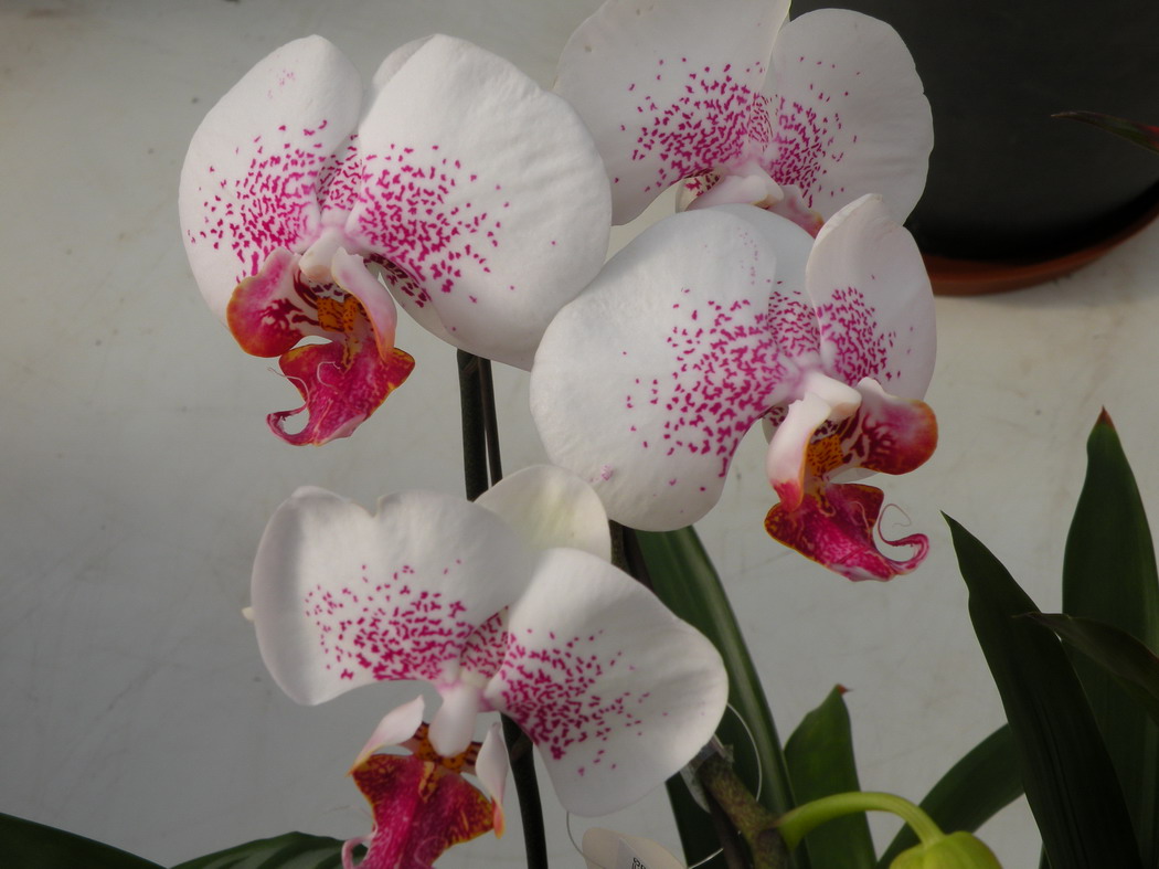 2012.1.21.赏花 (19)_缩小大小.JPG