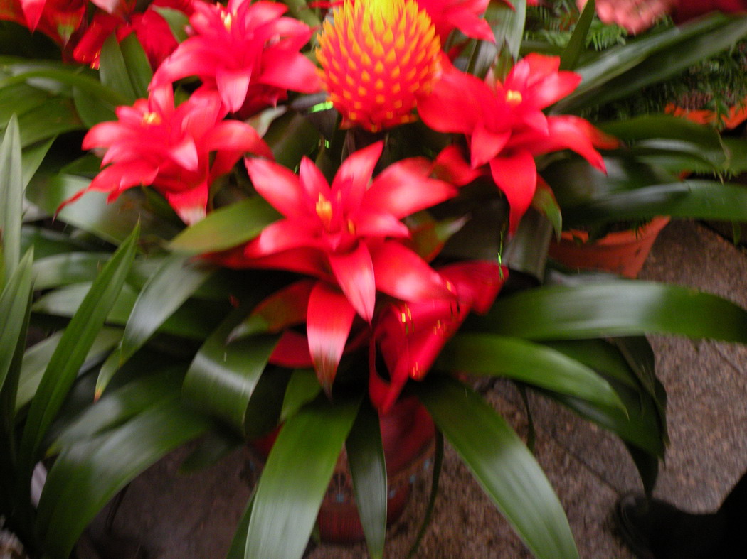 2012.1.21.赏花 (23)_缩小大小.JPG