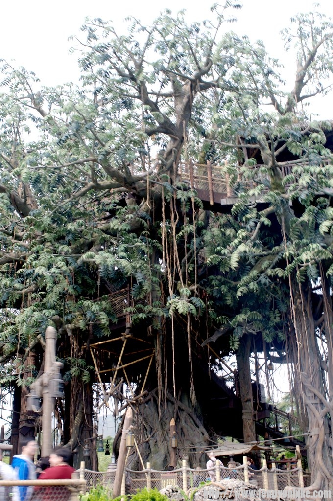 人猿泰山住的地方