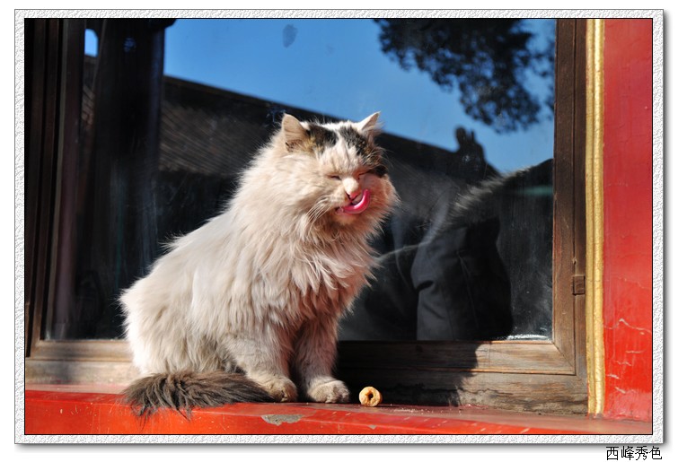 皇家猫.jpg