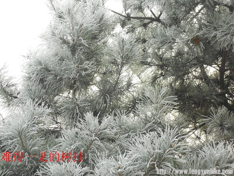 2012.2.12.香山 (15)_副本.jpg