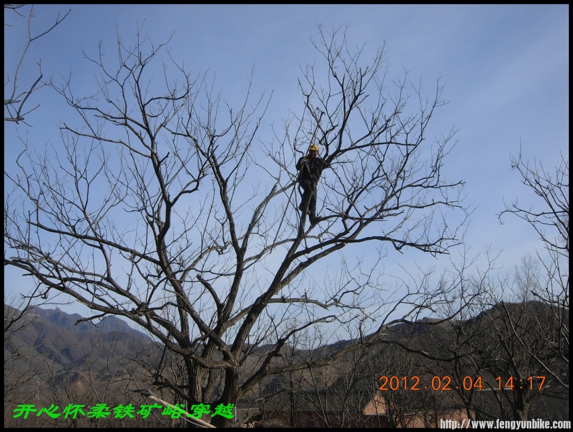 这位老兄在修剪他家的核桃树